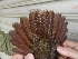  ( - F07059)  @11 [ ] CreativeCommons - Attribution Non-Commercial Share-Alike (2019) Unspecified College of Environmental Studies, National Dong Hwa University