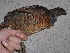  ( - F07058)  @11 [ ] CreativeCommons - Attribution Non-Commercial Share-Alike (2019) Unspecified College of Environmental Studies, National Dong Hwa University