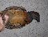  ( - F07058)  @11 [ ] CreativeCommons - Attribution Non-Commercial Share-Alike (2019) Unspecified College of Environmental Studies, National Dong Hwa University
