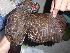  ( - F07058)  @11 [ ] CreativeCommons - Attribution Non-Commercial Share-Alike (2019) Unspecified College of Environmental Studies, National Dong Hwa University