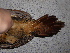  ( - F07058)  @11 [ ] CreativeCommons - Attribution Non-Commercial Share-Alike (2019) Unspecified College of Environmental Studies, National Dong Hwa University