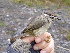  ( - A39167)  @11 [ ] CreativeCommons - Attribution Non-Commercial Share-Alike (2019) Unspecified College of Environmental Studies, National Dong Hwa University