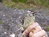  ( - A39167)  @11 [ ] CreativeCommons - Attribution Non-Commercial Share-Alike (2019) Unspecified College of Environmental Studies, National Dong Hwa University