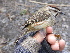  ( - A39168)  @11 [ ] CreativeCommons - Attribution Non-Commercial Share-Alike (2019) Unspecified College of Environmental Studies, National Dong Hwa University
