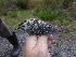  ( - A39169)  @11 [ ] CreativeCommons - Attribution Non-Commercial Share-Alike (2019) Unspecified College of Environmental Studies, National Dong Hwa University