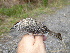  ( - A39170)  @11 [ ] CreativeCommons - Attribution Non-Commercial Share-Alike (2019) Unspecified College of Environmental Studies, National Dong Hwa University
