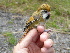 ( - K44898)  @11 [ ] CreativeCommons - Attribution Non-Commercial Share-Alike (2019) Unspecified College of Environmental Studies, National Dong Hwa University