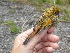  ( - K44899)  @11 [ ] CreativeCommons - Attribution Non-Commercial Share-Alike (2019) Unspecified College of Environmental Studies, National Dong Hwa University