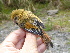  ( - K44901)  @11 [ ] CreativeCommons - Attribution Non-Commercial Share-Alike (2019) Unspecified College of Environmental Studies, National Dong Hwa University
