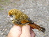  (Paradoxornithidae - K44904)  @11 [ ] CreativeCommons - Attribution Non-Commercial Share-Alike (2019) Unspecified College of Environmental Studies, National Dong Hwa University