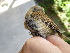  ( - A39224)  @11 [ ] CreativeCommons - Attribution Non-Commercial Share-Alike (2019) Unspecified College of Environmental Studies, National Dong Hwa University