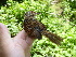  ( - A39224)  @11 [ ] CreativeCommons - Attribution Non-Commercial Share-Alike (2019) Unspecified College of Environmental Studies, National Dong Hwa University