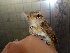  ( - A39207)  @11 [ ] CreativeCommons - Attribution Non-Commercial Share-Alike (2019) Unspecified College of Environmental Studies, National Dong Hwa University