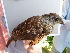  ( - F07361)  @11 [ ] CreativeCommons - Attribution Non-Commercial Share-Alike (2019) Unspecified College of Environmental Studies, National Dong Hwa University