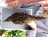  ( - F07361)  @11 [ ] CreativeCommons - Attribution Non-Commercial Share-Alike (2019) Unspecified College of Environmental Studies, National Dong Hwa University