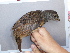  ( - F07363)  @11 [ ] CreativeCommons - Attribution Non-Commercial Share-Alike (2019) Unspecified College of Environmental Studies, National Dong Hwa University