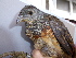  ( - F07363)  @11 [ ] CreativeCommons - Attribution Non-Commercial Share-Alike (2019) Unspecified College of Environmental Studies, National Dong Hwa University
