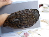 ( - F07363)  @11 [ ] CreativeCommons - Attribution Non-Commercial Share-Alike (2019) Unspecified College of Environmental Studies, National Dong Hwa University