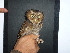  ( - D12158)  @11 [ ] CreativeCommons - Attribution Non-Commercial Share-Alike (2019) Unspecified College of Environmental Studies, National Dong Hwa University