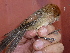  (Sinosuthora webbiana bulomacha - A34880)  @11 [ ] CreativeCommons - Attribution Non-Commercial Share-Alike (2019) Unspecified College of Environmental Studies, National Dong Hwa University