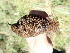  (Troglodytes troglodytes - K45803)  @11 [ ] CreativeCommons - Attribution Non-Commercial Share-Alike (2019) Unspecified College of Environmental Studies, National Dong Hwa University