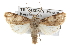  (Agrotis catalaunensis - BIOUG07540-B04)  @14 [ ] CreativeCommons - Attribution (2012) CBG Photography Group Centre for Biodiversity Genomics