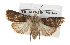  (Agrotis puta - BIOUG07540-B06)  @14 [ ] CreativeCommons - Attribution (2012) CBG Photography Group Centre for Biodiversity Genomics