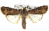  (Agrotis ipsilon - BIOUG07540-B07)  @15 [ ] CreativeCommons - Attribution (2012) CBG Photography Group Centre for Biodiversity Genomics