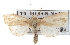  ( - BIOUG07540-D11)  @14 [ ] CreativeCommons - Attribution (2012) CBG Photography Group Centre for Biodiversity Genomics