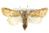  (Mythimna vitellina - BIOUG07540-D12)  @15 [ ] CreativeCommons - Attribution (2012) CBG Photography Group Centre for Biodiversity Genomics