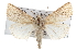  (Leucania punctosa - BIOUG07540-E04)  @15 [ ] CreativeCommons - Attribution (2012) CBG Photography Group Centre for Biodiversity Genomics