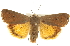  (Noctua comes - BIOUG07540-E11)  @15 [ ] CreativeCommons - Attribution (2012) CBG Photography Group Centre for Biodiversity Genomics