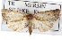  ( - BIOUG07540-G02)  @13 [ ] CreativeCommons - Attribution (2012) CBG Photography Group Centre for Biodiversity Genomics
