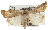  (Caradrina abruzzensis - BIOUG07540-H06)  @15 [ ] CreativeCommons - Attribution (2012) CBG Photography Group Centre for Biodiversity Genomics