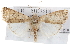  (Caradrina montana - BIOUG07540-H07)  @14 [ ] CreativeCommons - Attribution (2012) CBG Photography Group Centre for Biodiversity Genomics
