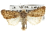  ( - BIOUG07541-A01)  @14 [ ] CreativeCommons - Attribution (2013) CBG Photography Group Centre for Biodiversity Genomics