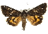  ( - BIOUG07541-A12)  @14 [ ] CreativeCommons - Attribution (2013) CBG Photography Group Centre for Biodiversity Genomics