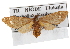  (Dysauxes punctata - BIOUG07541-C05)  @14 [ ] CreativeCommons - Attribution (2013) CBG Photography Group Centre for Biodiversity Genomics