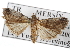  ( - BIOUG07541-D04)  @14 [ ] CreativeCommons - Attribution (2013) CBG Photography Group Centre for Biodiversity Genomics