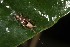  (Ornebius pullus - 2024-MK013)  @11 [ ] CC-By (2025) Tony Robillard MNHN