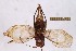  (Grylloidea_incertae_sedis - 2024-MK037)  @11 [ ] CC-By (2025) Tony Robillard MNHN