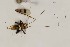  (Rhicnogryllus - 2024-PH050)  @11 [ ] CC-By (2025) Tony Robillard MNHN