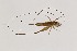  (Pentacentrinae - 2024-PH189)  @11 [ ] CC-By (2025) Tony Robillard MNHN