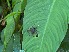  ( - 2024-PH271)  @11 [ ] CC-By (2025) Tony Robillard MNHN