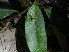  (Ectatoderus - 2024-PH353)  @11 [ ] CC-By (2025) Tony Robillard MNHN