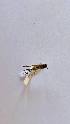  (Modicogryllus consobrinus - BC_JAS_027)  @11 [ ] cc-by (2023) Tony Robillard MNHN