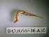  ( - BIOUG56536-A10)  @11 [ ] CreativeCommons Attribution (2023) Department of Invertebrate Zoology and Hydrobiology Department of Invertebrate Zoology and Hydrobiology