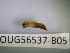  ( - BIOUG56537-B05)  @11 [ ] CreativeCommons Attribution (2023) Department of Invertebrate Zoology and Hydrobiology Department of Invertebrate Zoology and Hydrobiology
