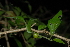  (Erythrococca menyharthii - OM2431)  @11 [ ] CreativeCommons - Attribution Non-Commercial Share-Alike (2011) Olivier Maurin University of Johannesburg