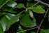  (Berchemia discolor - OM2437)  @11 [ ] CreativeCommons - Attribution Non-Commercial Share-Alike (2011) Olivier Maurin University of Johannesburg